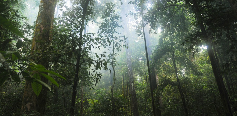 Green Earth Tokens: Save the Rainforest with Crypto